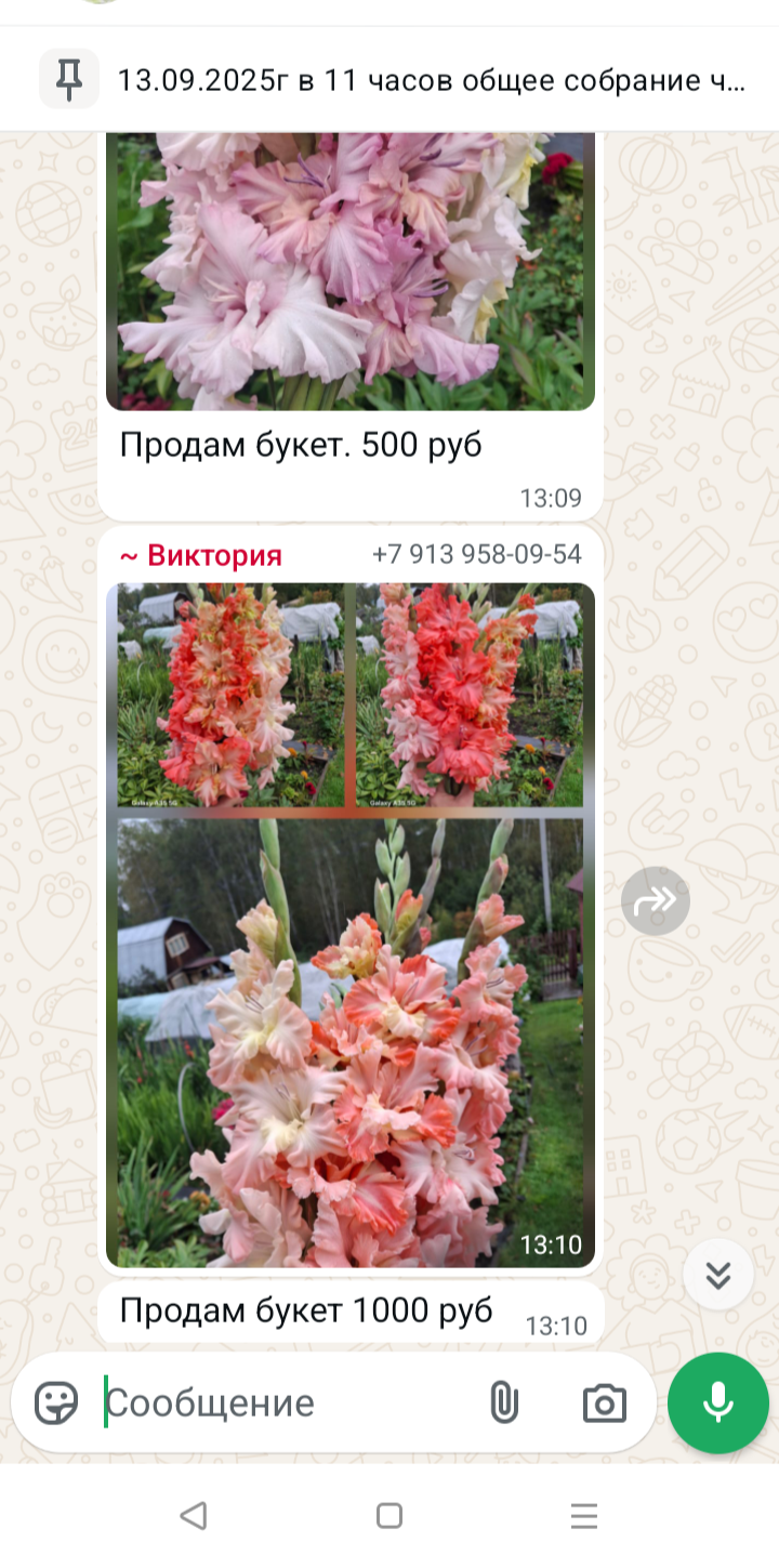 720x1449