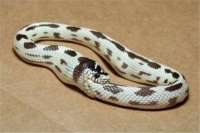500x334