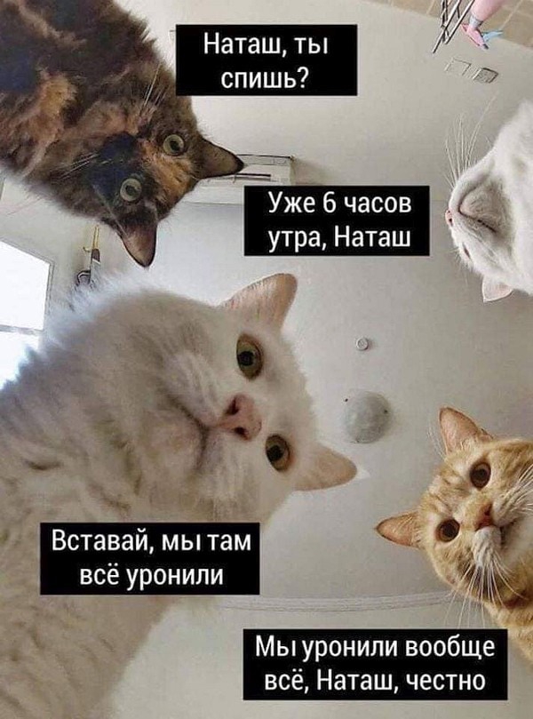 600x809