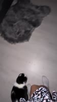 720x1280