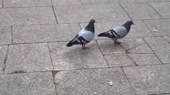 537