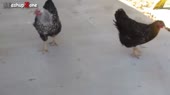 7444