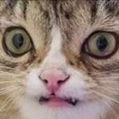 52