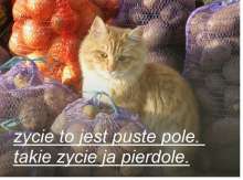 78
