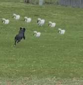 3445