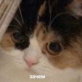 80