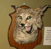 161