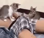 1231