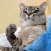 61