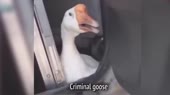 393