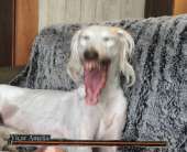 62