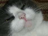 161