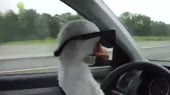 1567