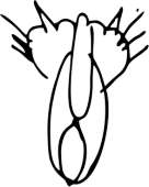 34