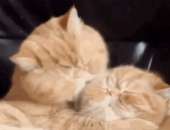6606