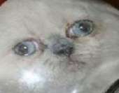 52