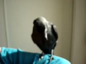 7631