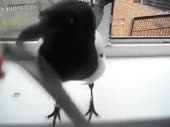 6855