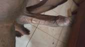 38