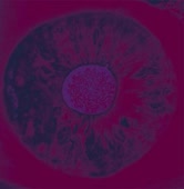 500x512