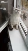 406x720