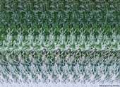 600x437