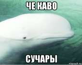 453x361
