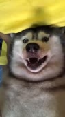 720x1278