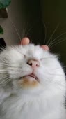 406x720