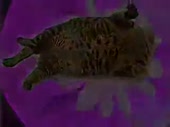 320x240