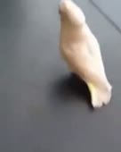 288x360