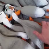 360x360