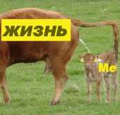 630x603
