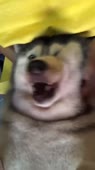 720x1278
