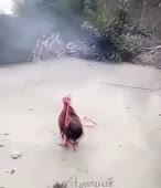 310x360