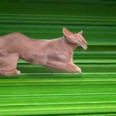 480x480