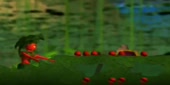 570x288