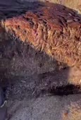 544x800
