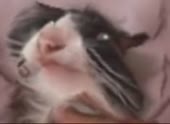 360x264