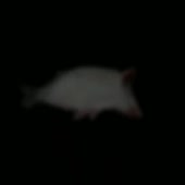 720x720