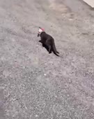 494x620
