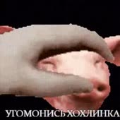 320x320