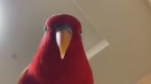 460x258