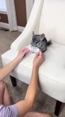 406x720