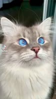 480x848