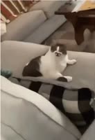342x498