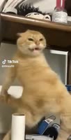 576x1120