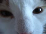 2119