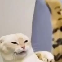 360x360