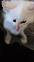 406x720